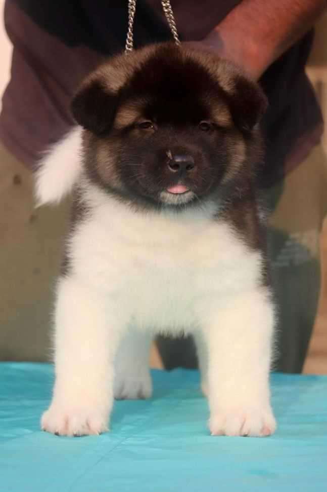 Akita For Sale In Bangalore