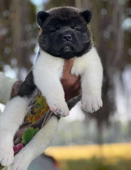 Akita For Sale In Bangalore