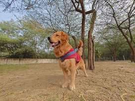 Golden Retriever Dogs For Mating In Delhi