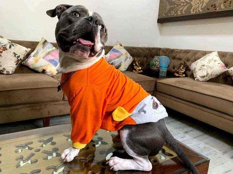 American Bully Dogs For Mating In Hyderabad