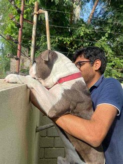 American Bully Dogs For Mating In Hyderabad
