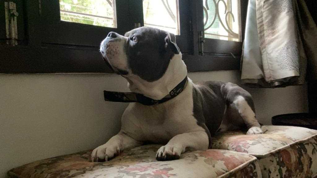 American Bully Dogs For Mating In Hyderabad