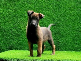 Belgian Malinois For Sale In Jaipur