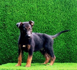 Belgian Malinois For Sale In Jaipur