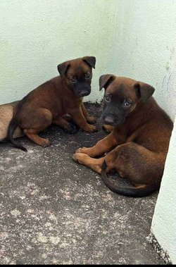 Belgian Malinois For Sale In Jaipur