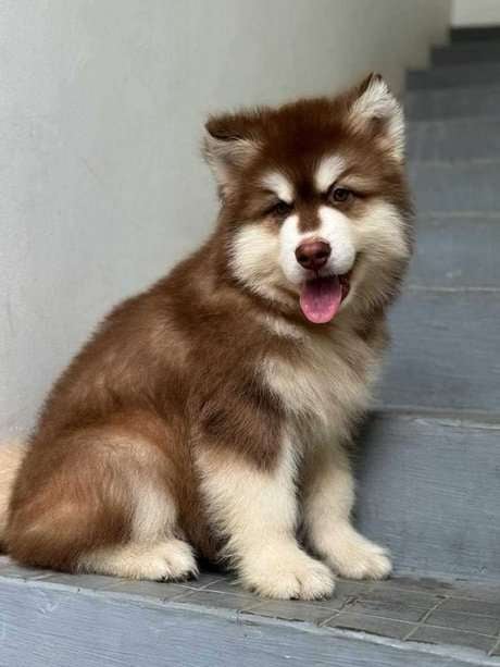 Alaskan Malamute For Sale In Jaipur