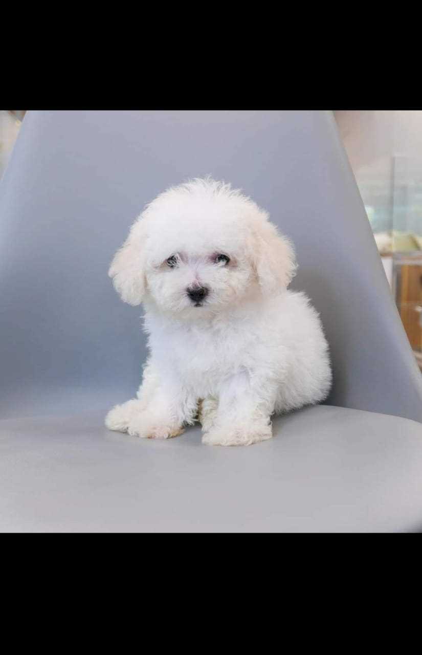 Bichon Frise For Sale In Jaipur