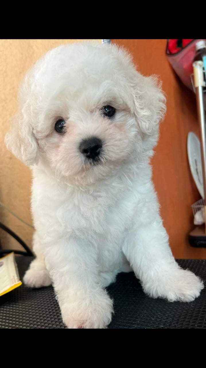 Bichon Frise For Sale In Jaipur
