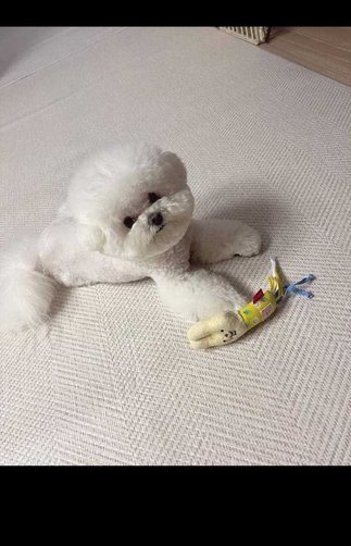 Bichon Frise For Sale In Jaipur