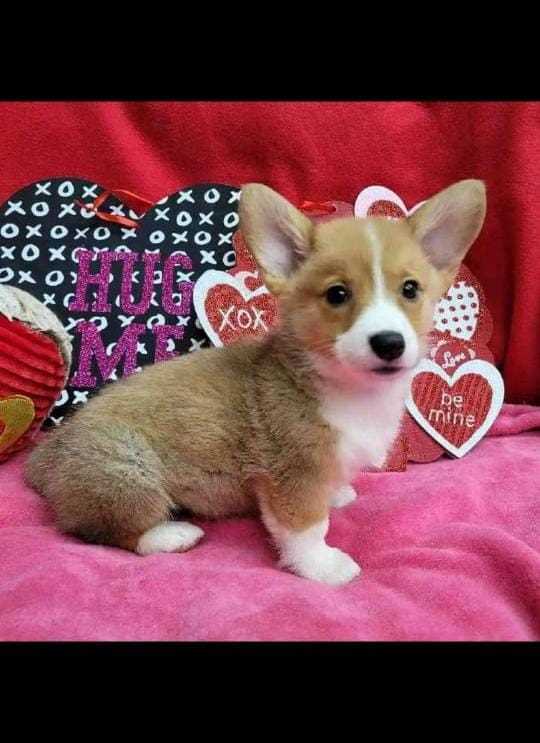 Cardigan Welsh Corgi For Sale In Jaipur
