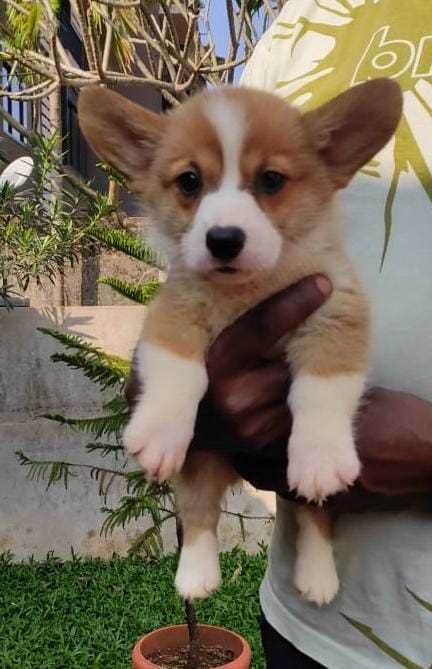 Cardigan Welsh Corgi For Sale In Jaipur