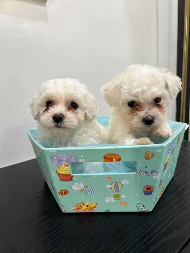 Maltese For Sale In Jaipur