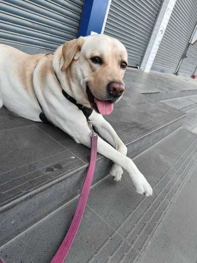 Labrador Retriever Dogs For Mating In Pune