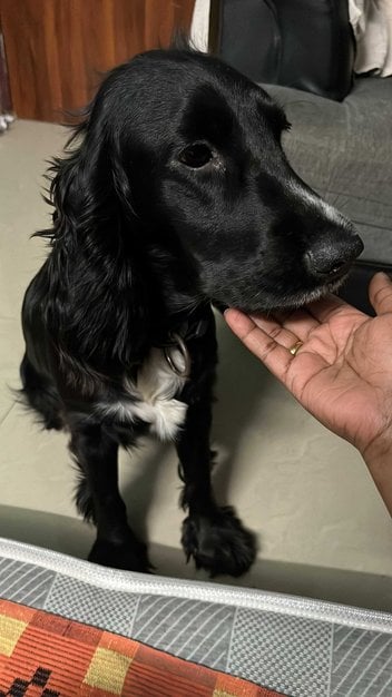 Cocker Spaniel Dogs For Mating In Chennai