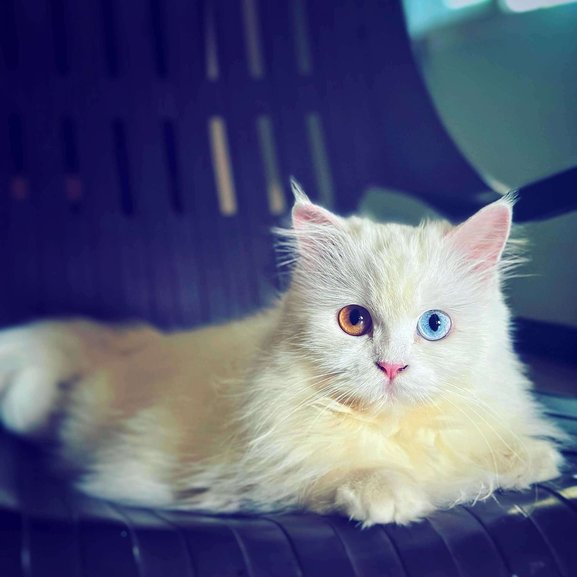 Persian Dogs For Mating In Chennai