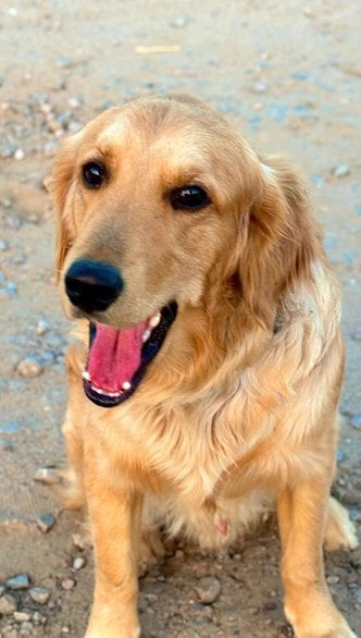 Golden Retriever Dogs For Mating In Jaipur