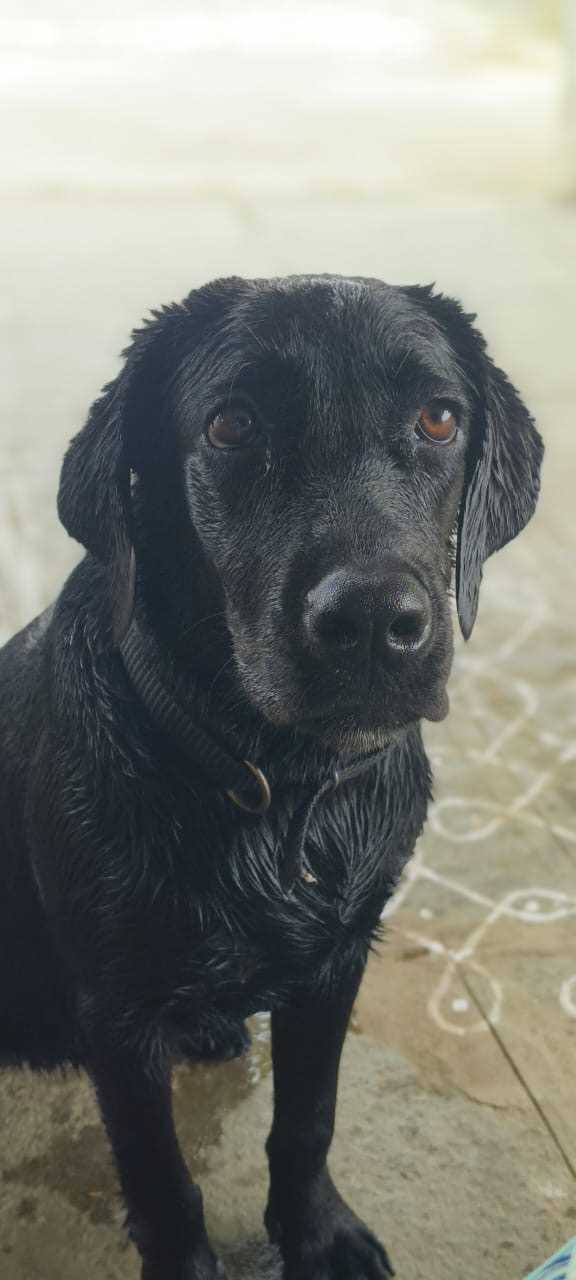 Labrador Retriever For Adoption In Warangal