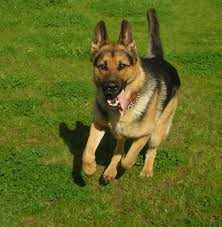German Shepherd For Adoption In Vadodara