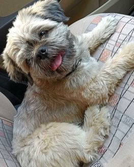 Shih Tzu Dogs For Mating In Hyderabad