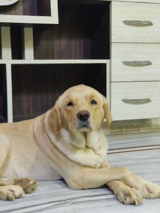 Labrador Retriever For Adoption In Karimnagar