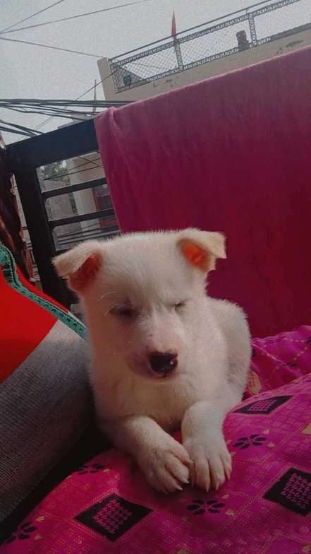 Indian Breed For Adoption In Chandigarh