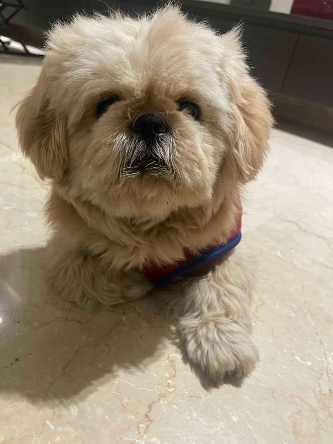 Maltipoo Dogs For Mating In Gurgaon