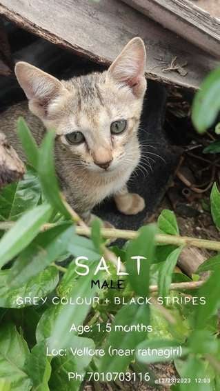 Indian Breed For Adoption In Vellore