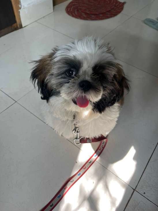 Shih Tzu For Sale In Raipur