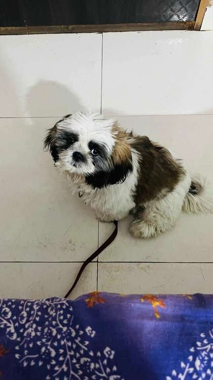Shih Tzu For Sale In Raipur