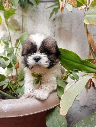 Shih Tzu For Sale In Muzaffarnagar