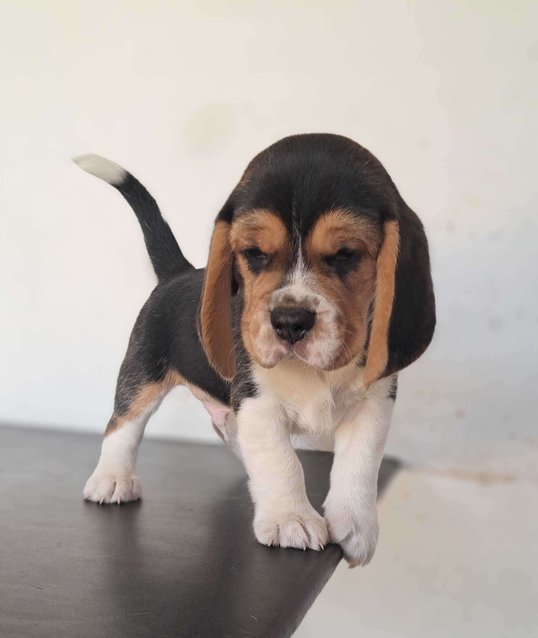 Beagle For Sale In Erode