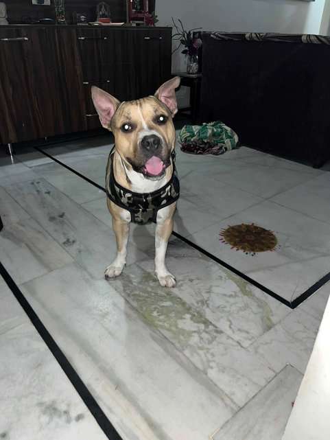 American Staffordshire Terrier Dogs For Mating In Delhi