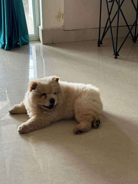 Chow Chow For Sale In Kochi