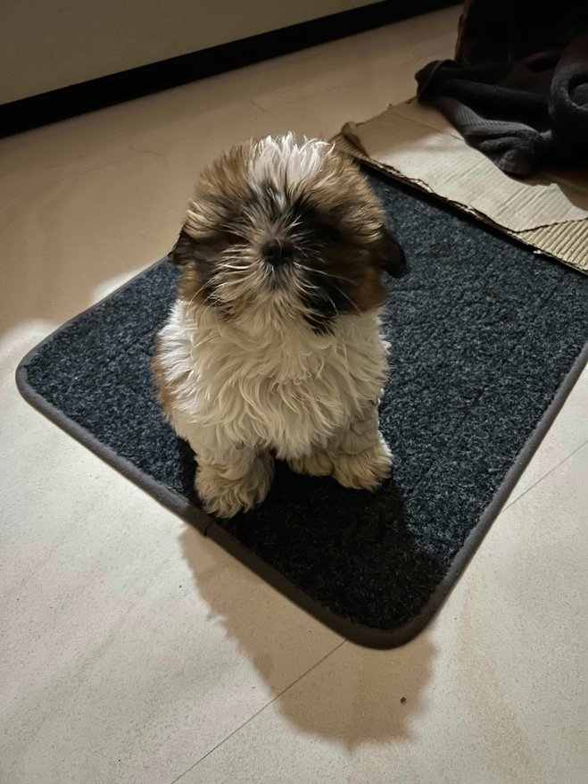 Shih Tzu For Sale In Guwahati