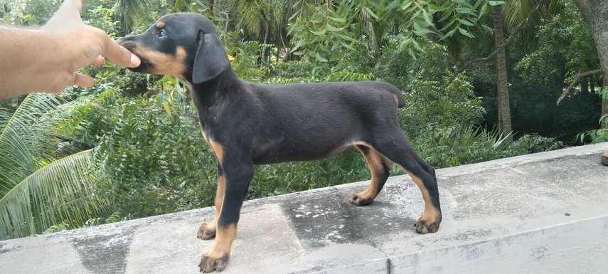 Doberman For Sale In Sivaganga