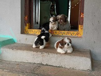 Shih Tzu For Sale In Sirsilla
