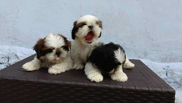 Shih Tzu For Sale In Sirsilla
