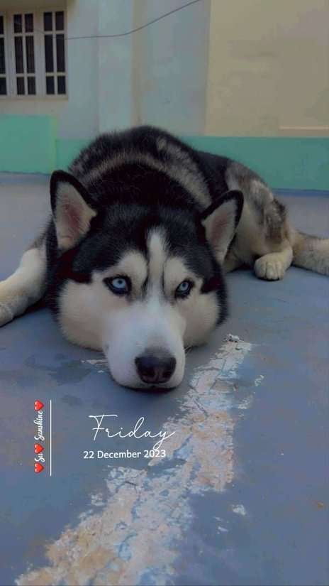 Siberian Husky Dogs For Mating In Bangalore