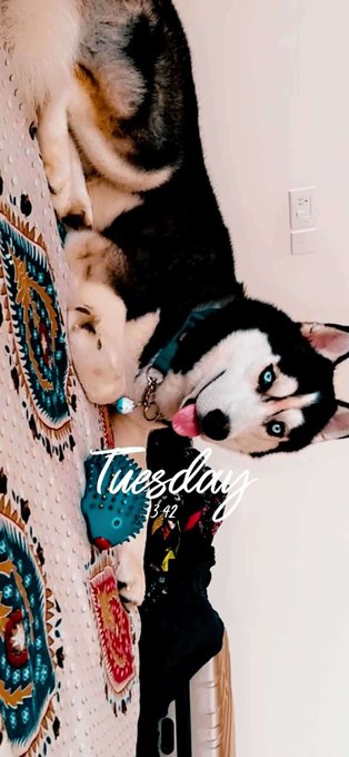 Siberian Husky Dogs For Mating In Bangalore