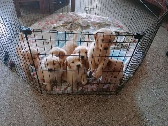 Golden Retriever For Sale In Bhopal