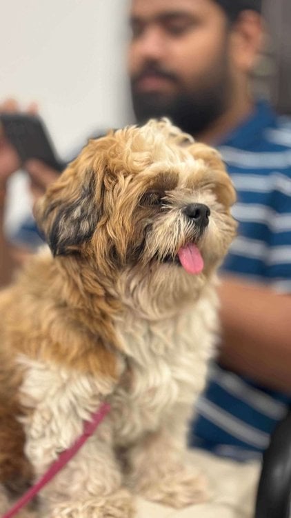 Shih Tzu Dogs For Mating In Vijayawada
