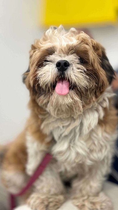 Shih Tzu Dogs For Mating In Vijayawada