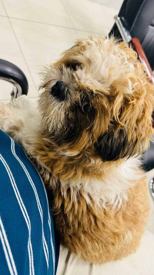 Shih Tzu Dogs For Mating In Vijayawada