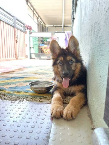German Shepherd For Adoption In Nasik