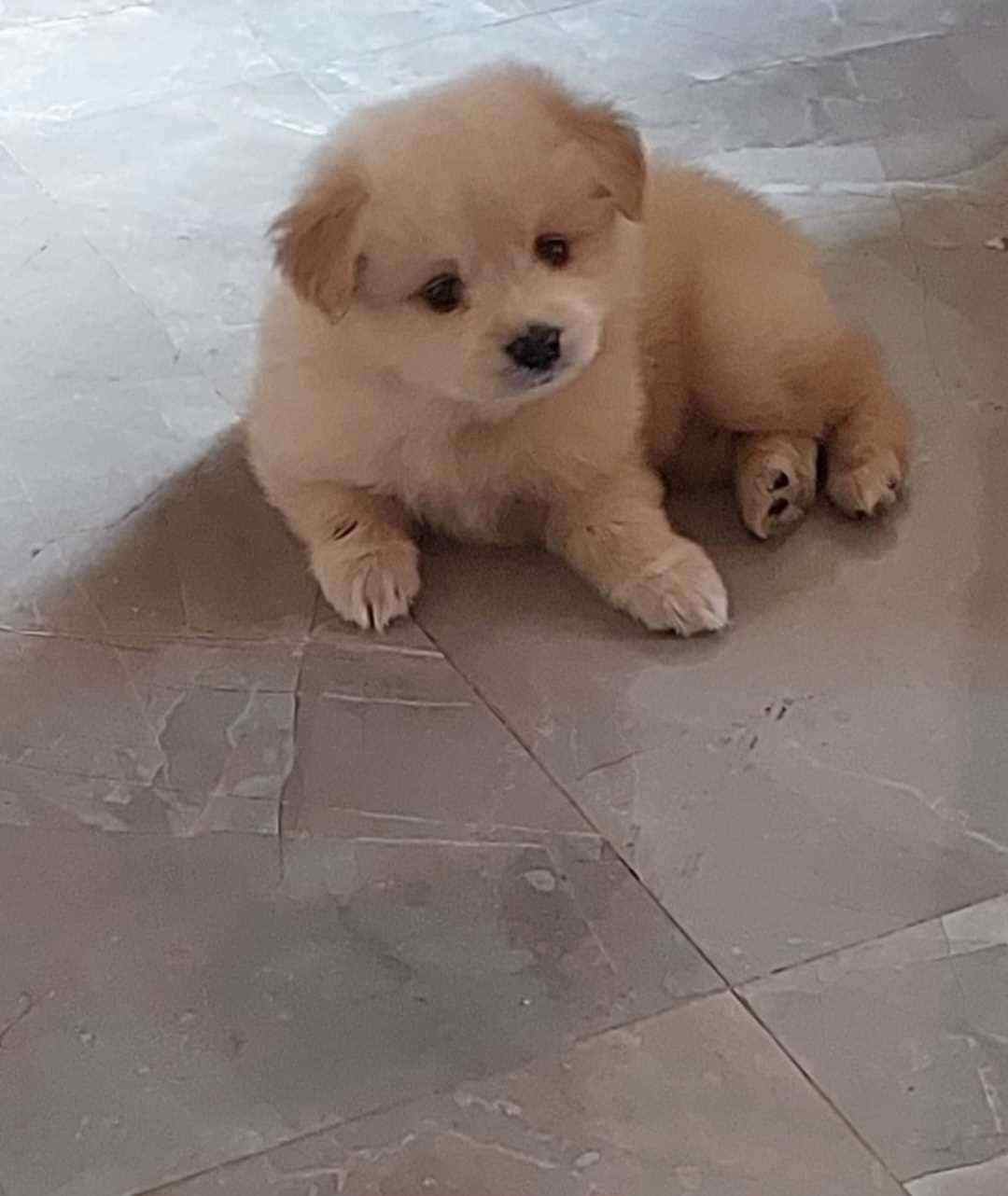 Culture Pomeranian For Sale In Ahmedabad