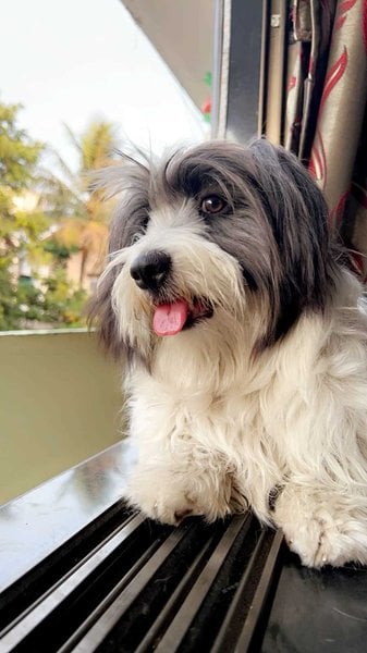Lhasa Apso Dogs For Mating In Mumbai