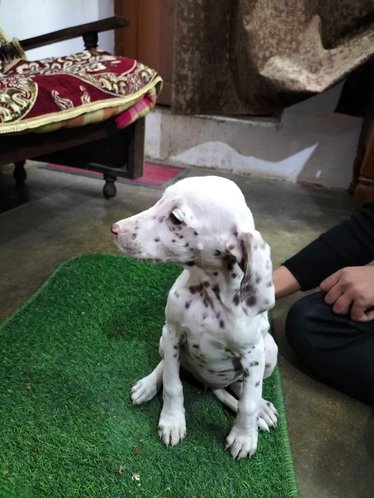 Dalmatian For Sale In Jhansi