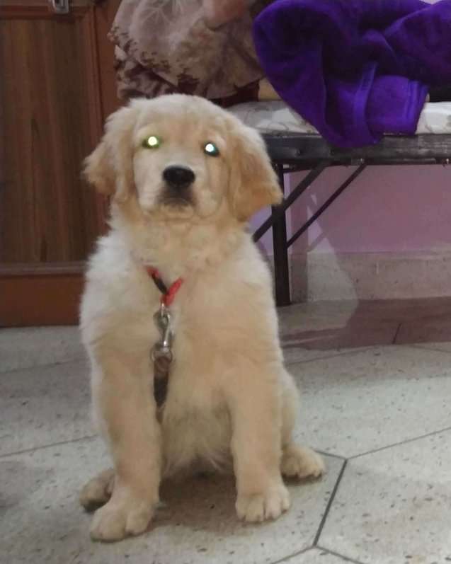 Golden Retriever For Sale In Gwalior