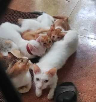 Indian Breed For Adoption In Thrissur