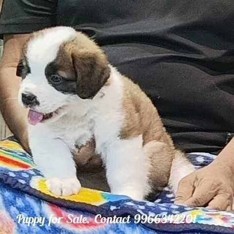 Saint Bernard For Sale In Visakhapatnam